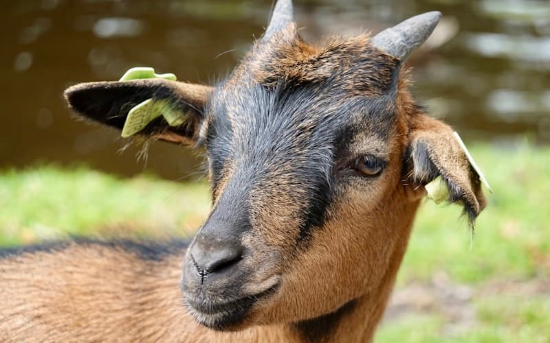Premium goat with a red-brown coat