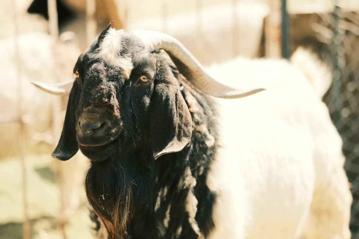 Close-up of a Texas Community Farm goat