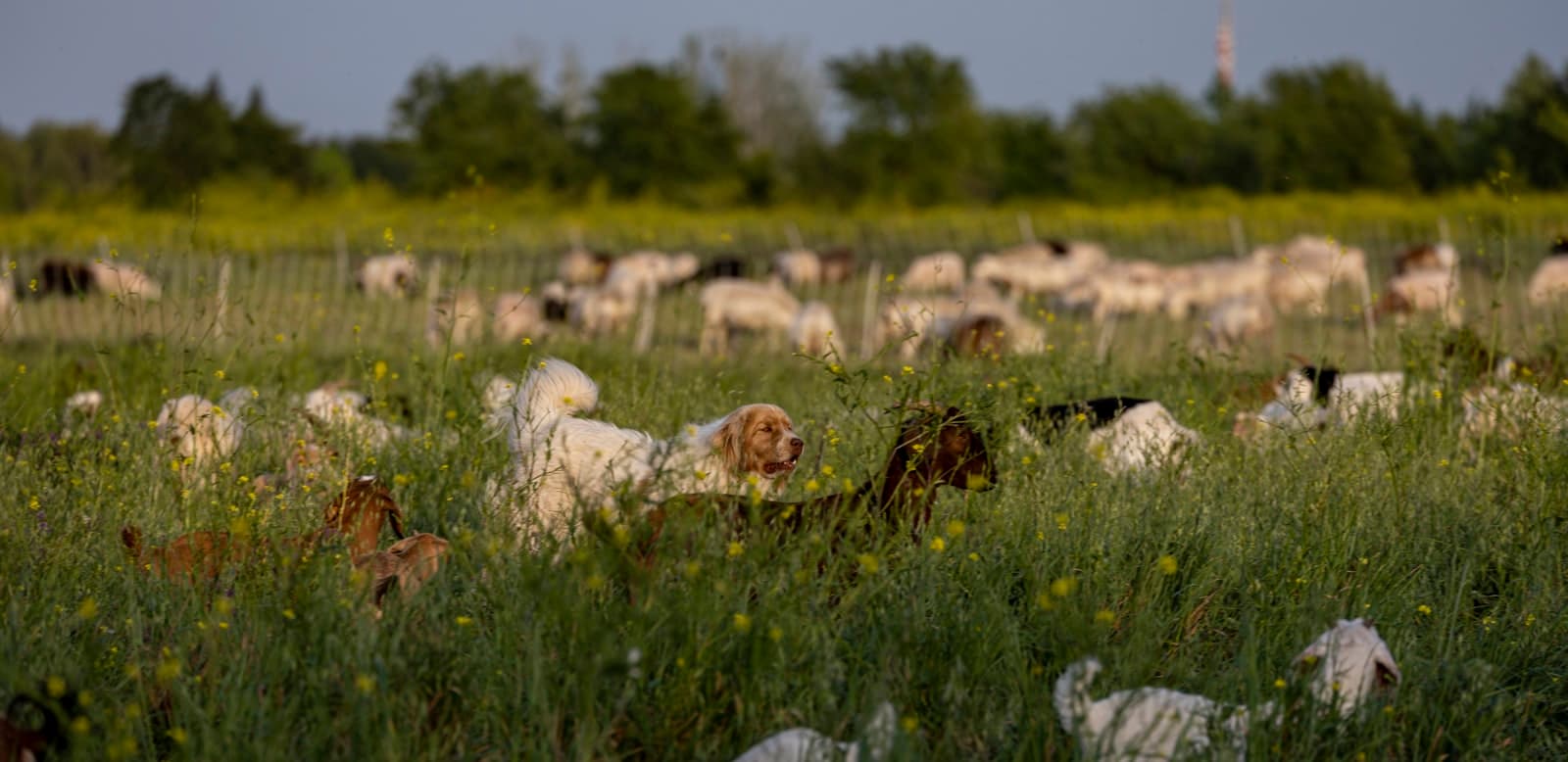 A large herd of goats grazing across an open pasture at golden hour