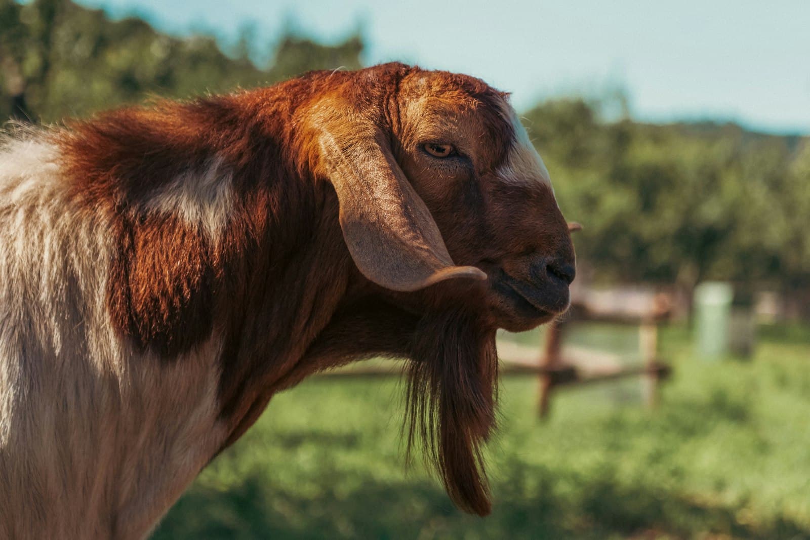 Red-coat goat in golden-hour light on the Texas Community Farm ranch