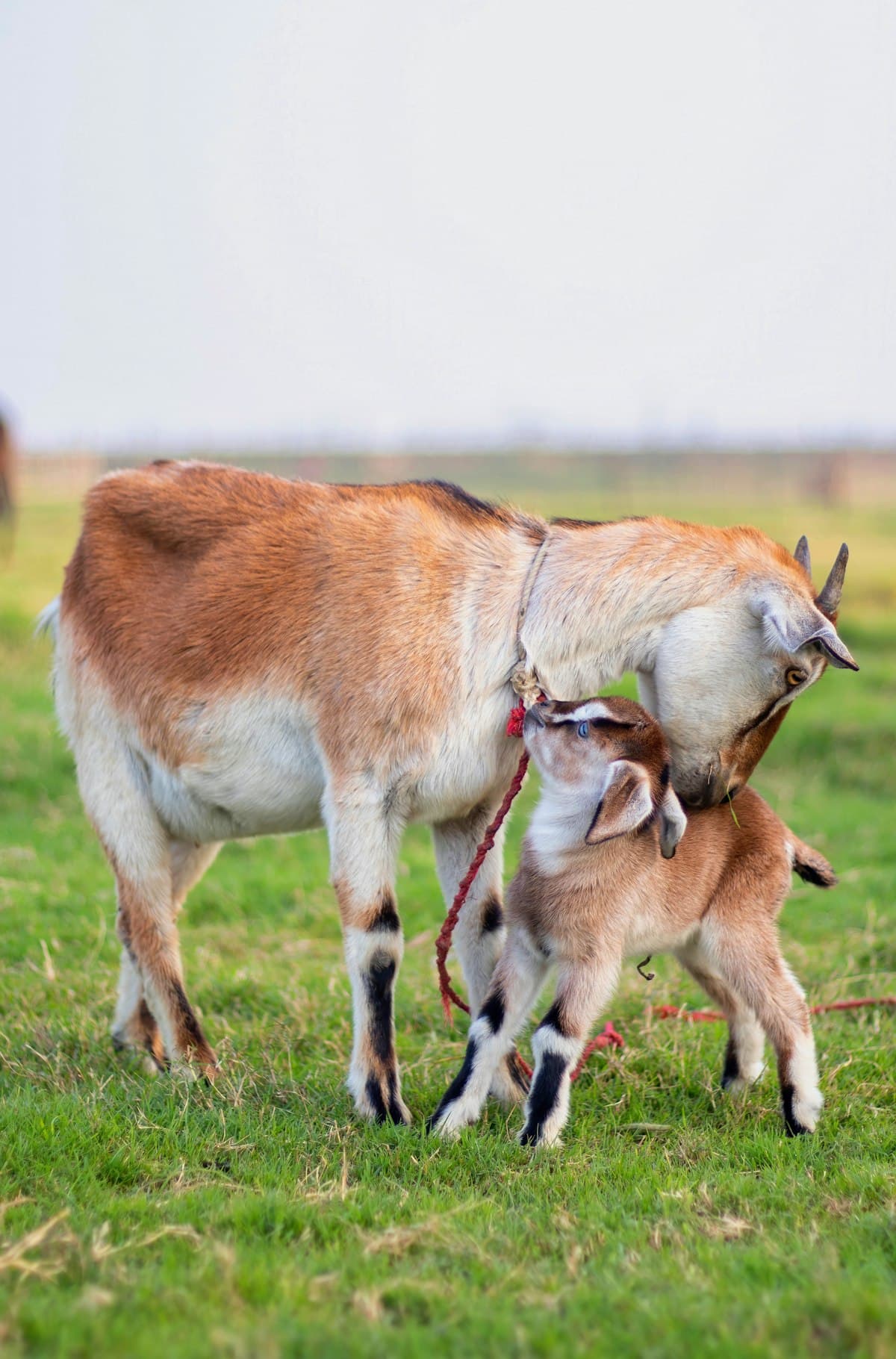 High reproduction rate — a mother goat with her nursing kid